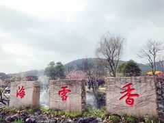 -香雪海