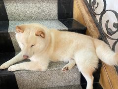 -喜柴咖啡·柴犬狗咖
