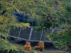 -石家庄市动物园