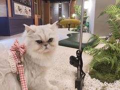 -帕帕拉兹宠物(亚洲旗舰店)