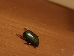 -三亚亚龙湾金棕榈度假酒店