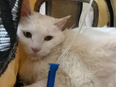 -纳吉亚猫专科动物医院(康都外科中心)