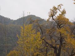 -千年银杏谷文化旅游区