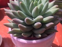 -呼吸森林·生态农庄农家乐私房菜