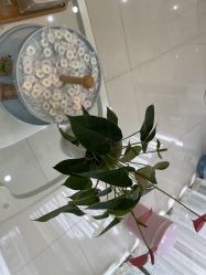 -苗医生专业祛痘·皮肤管理