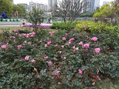 -四海公园(南山区)