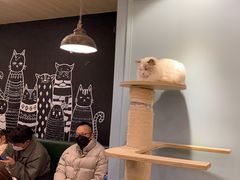 -安格丽娜·狗咖·猫咖羊驼咖(春熙路百盛商场店)