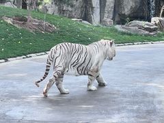 -北京野生动物园