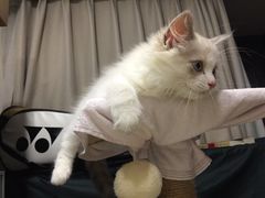 -Bastet sally猫舍购宠(静安店)