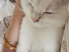 -艾贝尔宠物医院·24H转诊中心·肿瘤猫专科(江宁双龙店)
