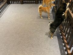 -长白山万达喜来登度假酒店