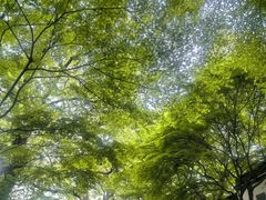 -西湖游船