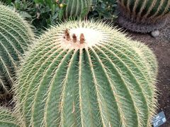 -北京植物园-展览温室