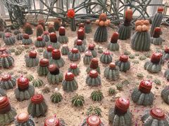 -深圳仙湖植物园