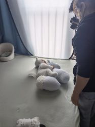 -小熊维尼高端儿童摄影(罗湖区总店)