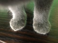-喵店&猫咖