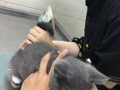 -哆趣宠物医院·眼科·内镜·急重症转诊中心(上海店)