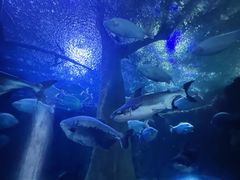 -成都浩海立方海洋公园