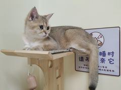 -猫和宫(六道口店)