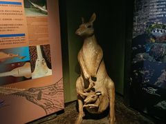 -上海海洋水族馆