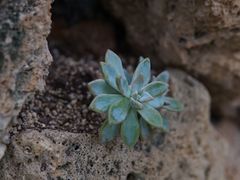 -上海辰山植物园