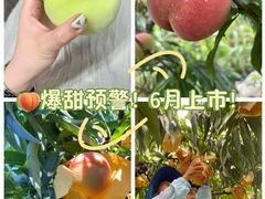 -老袁家蜜桃农场·阳山水蜜桃