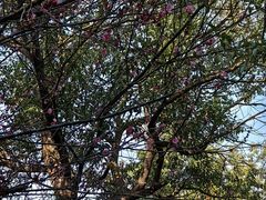 -南京市江宁方山