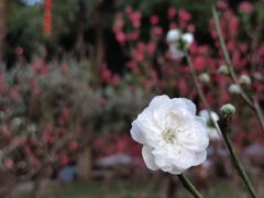 -桃花涧