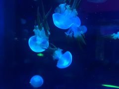 -芜湖新华联大白鲸海洋公园