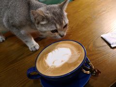 -猫色咖啡·猫咖