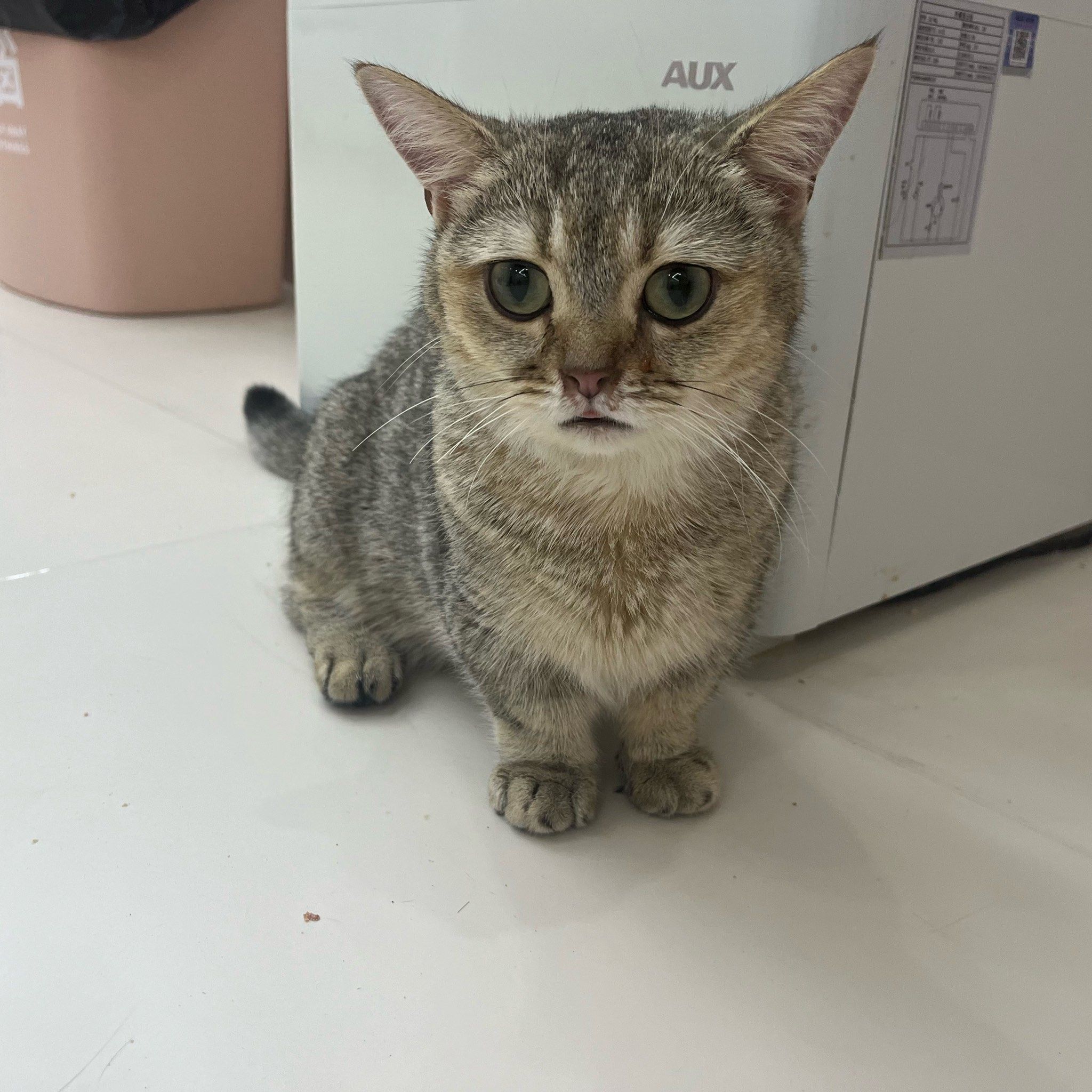刚开始进去味道有些不喜欢但是在里面久了就还好!猫咪
