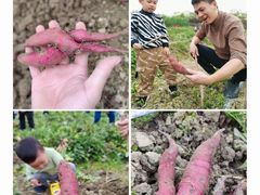 -新塘水果乐园(东洲大道店)