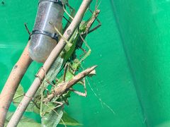 -上海大自然野生昆虫馆(东方明珠·爬宠昆虫探索中心)