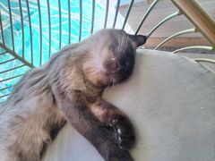 -藏猫猫咖啡主题馆(中央大道店)