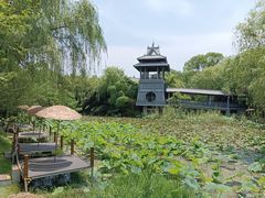 -金鸡湖桃花岛