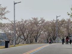 -羊山湖公园