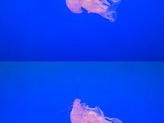 -上海海洋水族馆