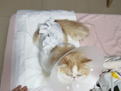 -北京博爱动物医院有限公司