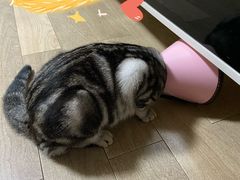 -心语宠物医院·急重症转诊中心·瑞辰华诺(南青路店)