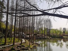 -大宁郁金香公园-停车场