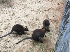 -广东茂名森林公园