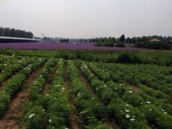 大大的糖摄影-梵初·STUDIO婚纱摄影(通州万达店)