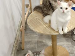 -楼上猫咖(罗湖店)