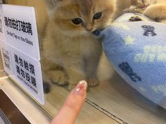 -momokira米努特·德文卷毛猫·棉花面纱犬