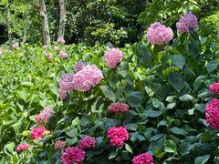 -上海共青森林公园