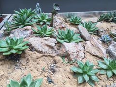 -金陵花卉交易市场