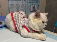-半岛宠物医院24小时(白果林店)
