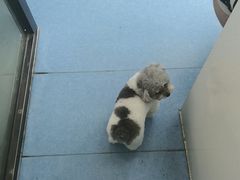 -博特宠物医院24h犬猫全科.骨科·异宠