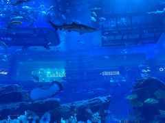-迪拜水族馆及水下动物园