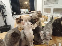 -楼上猫咖(罗湖店)